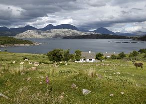 Red deer and sheep at cottage at Kenmore on Loch a Chracaich of Loch Torridon with fish farm pens Scottish Highlands Scotland UK.jpg